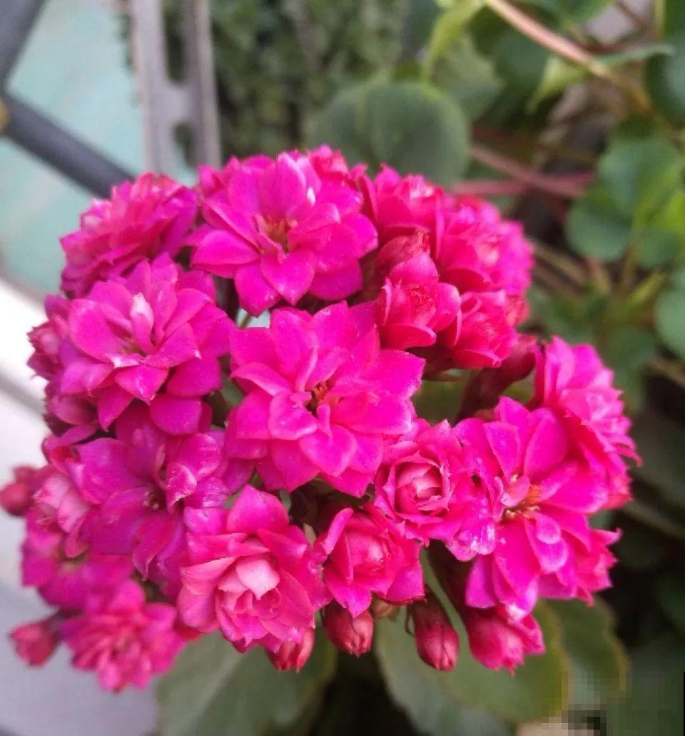 长寿花这么养，开成一个花球，一年到头叶子绿油油！