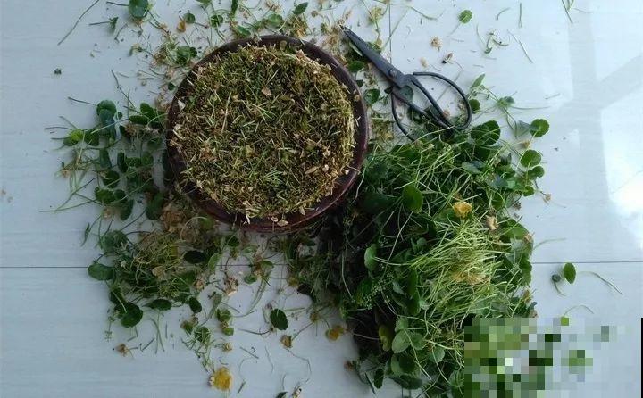 4种花狠心剃光头，剪完就能发新芽，蹭蹭长爆盆！