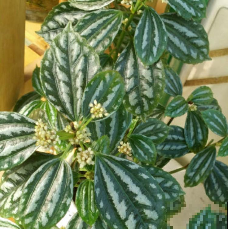 家里养盆冷水花，花纹好看，还能清新周围空气！