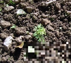 秋天也能播种美花？这花播撒正是时候，找个盆扔进去就窜满苗！