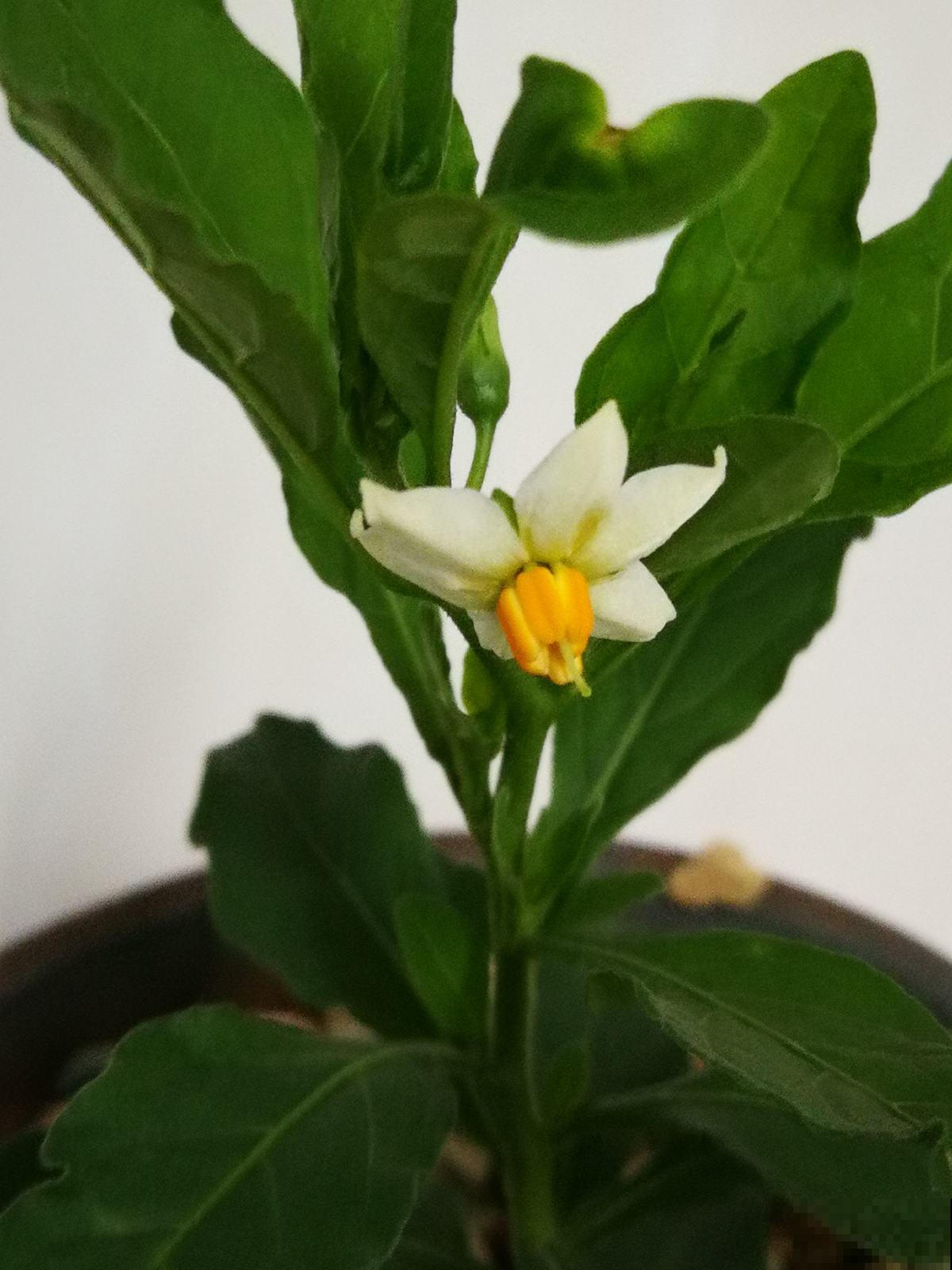 这花结出的果实像樱桃，实际上有毒，千万不要吃！