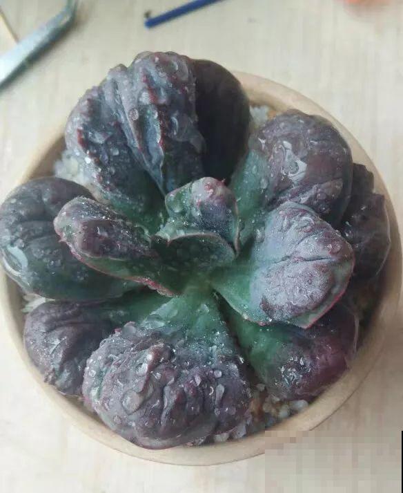 这6种多肉，刚买的时候丑的吓人，先别急着扔，越养越贵气！