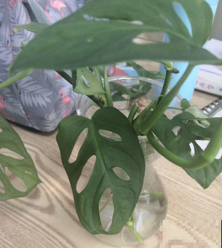 秋冬最好养的花，剪1根枝能插10盆，别再花钱买了！