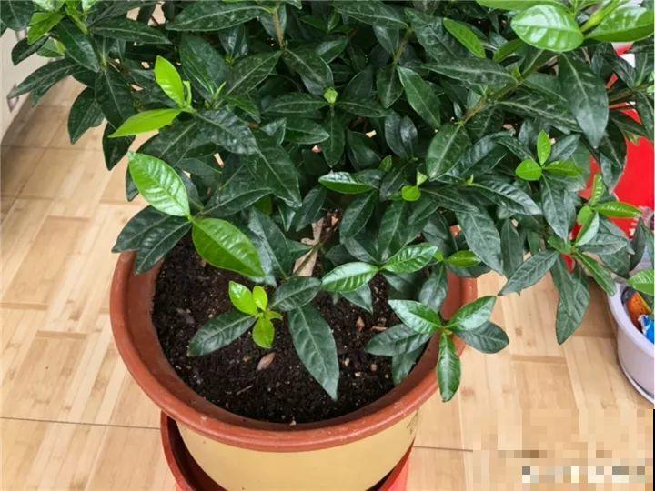 这6种花快施肥，根壮叶绿，还能提早开花！