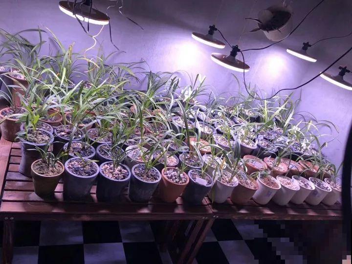 这花公认难养，冬天放外面冻20天，立马开花！