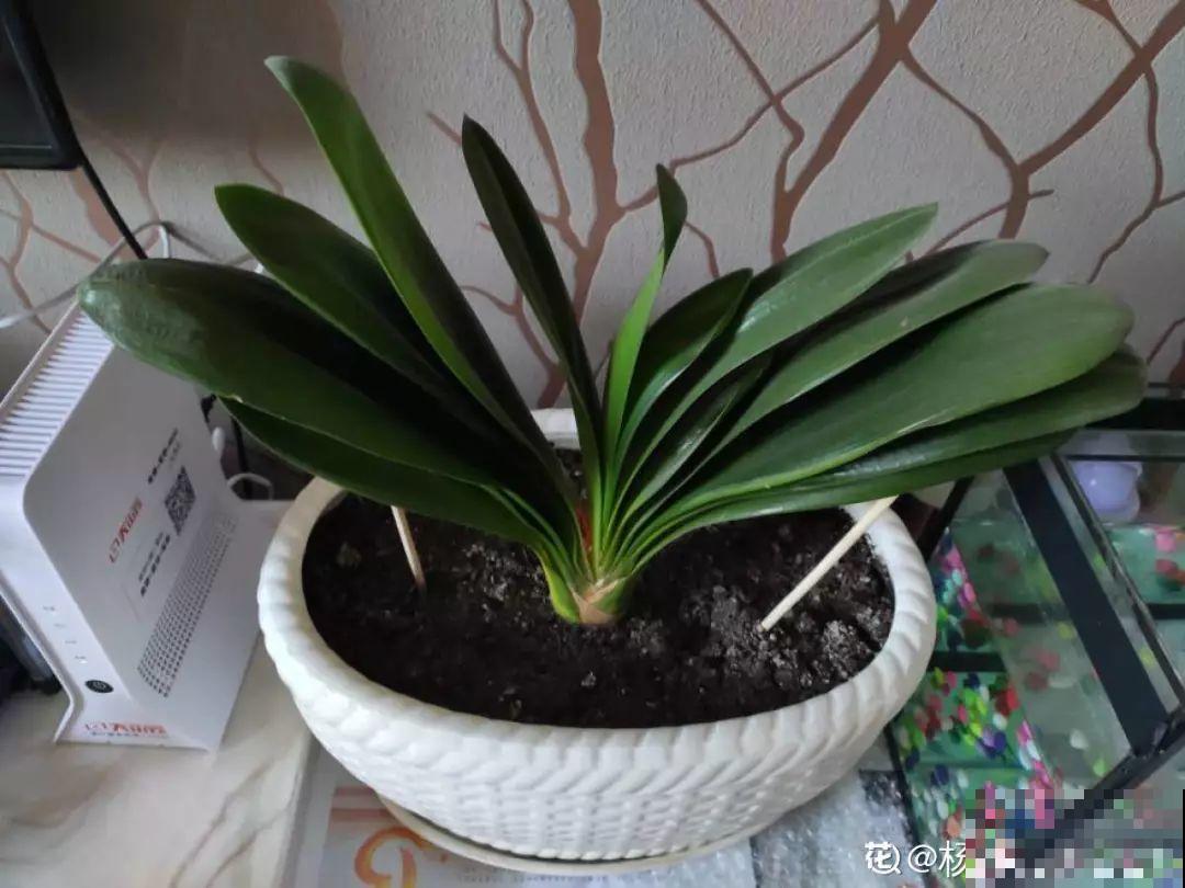 蟹爪兰叶子软塌塌，到底啥毛病？找对了，两天就能缓过来！