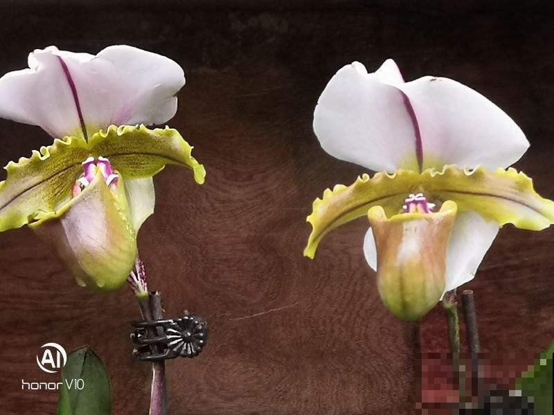 像秋冬也惬意赏花？不如种上这花，现在能持续开放将近半年！