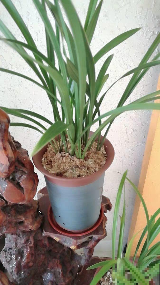 这花就得虐着养，套个袋子捂一捂，揭开立马冒花苞！