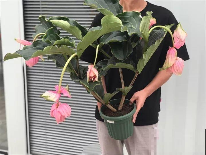 最近大火的一款长寿，重瓣的一开像小灯笼，新手要慎养！