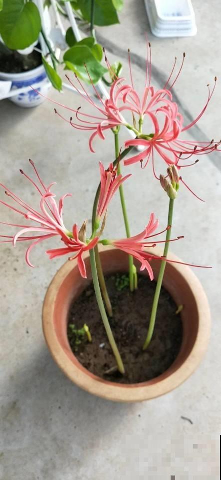 这花根茎像大蒜，开花却精巧华美像凤凰，现在正是结果期！