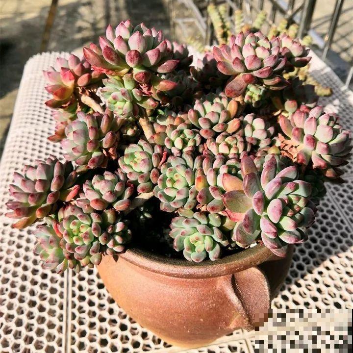 秋冬养了这种花，只要给它晒太阳，不用施肥都长胖！