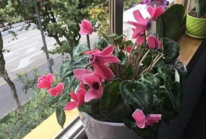 30种花冬天浇水技巧，根不烂，来年春天猛蹿新叶！