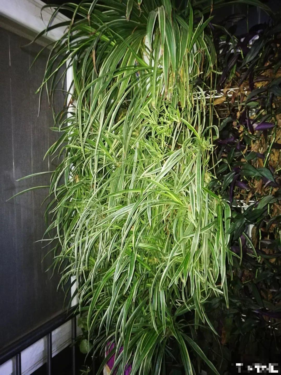 6种花挂窗边，1个月垂下2米长，呼呼窜成绿帘子！