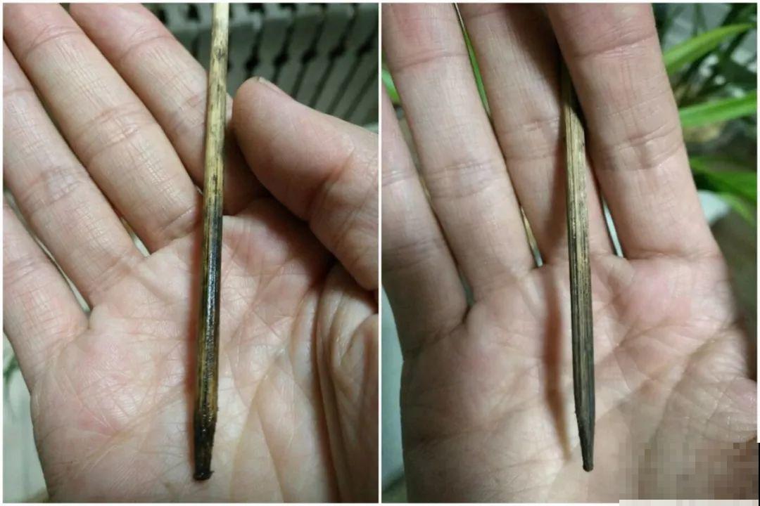 旧筷子先别扔，这样绑一绑，拿来养花有大用处！