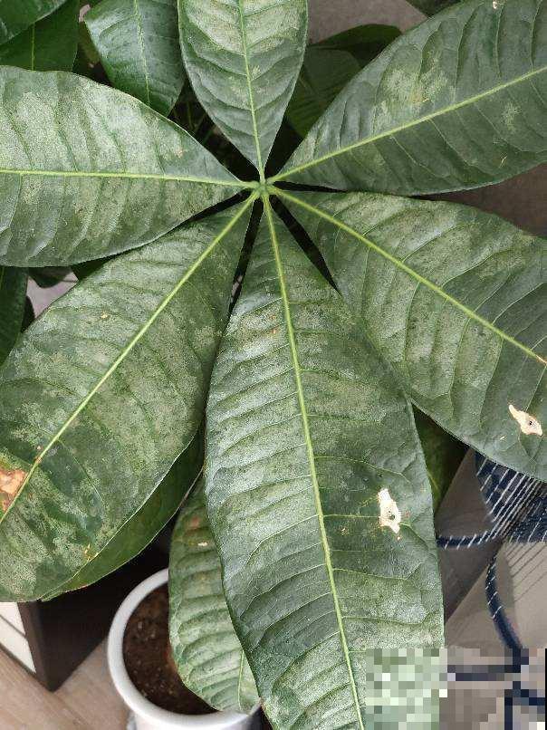 秋冬这样养护发财树，枝繁叶茂有光泽，不担心光秃秃