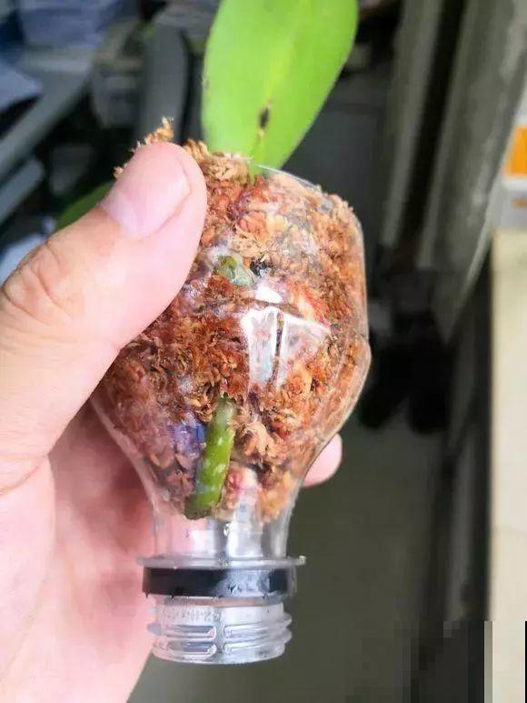 这么贵的花，扔路上随便捡，后悔没带个大麻袋！
