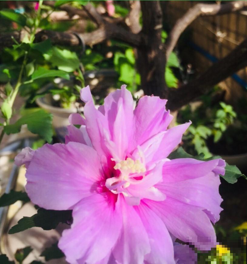 养盆芙蓉花，开出比脸还大的花，冬季赏花又多一盆！