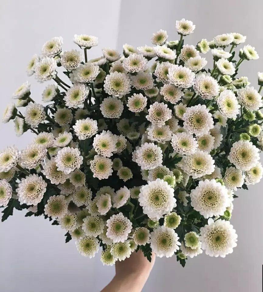 这花茂密的看不见叶子，放在桌子上真别致，烘托气氛！