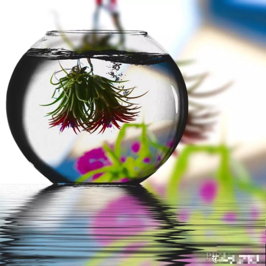 养花流行这么拍照，加个框，档次升了好几倍！