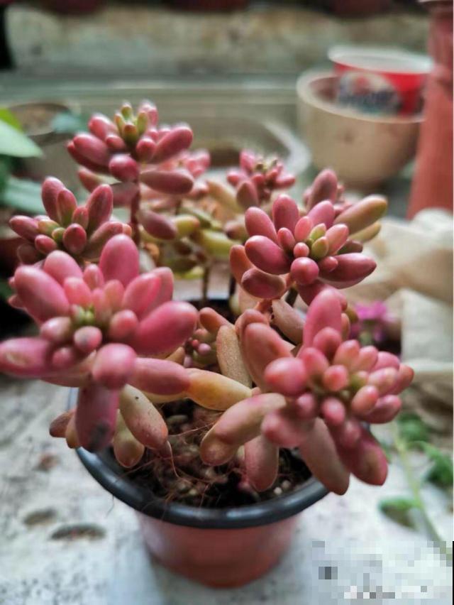 这花真让人眼馋，邻居天天跑来要，烦都烦死了！