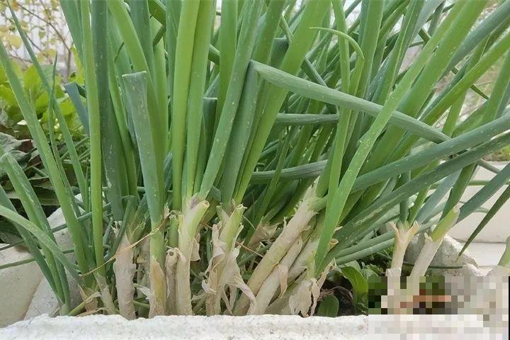 旧筷子先别扔，这样绑一绑，拿来养花有大用处！