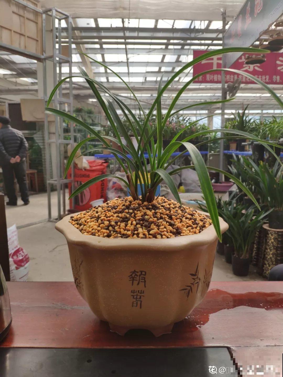 兰花再不省心也能治好，盆面堆个小土包，咋养都不死！