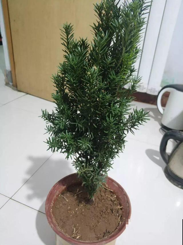 发财树看够了？那就换种吉祥树养，长得快还抗冻！
