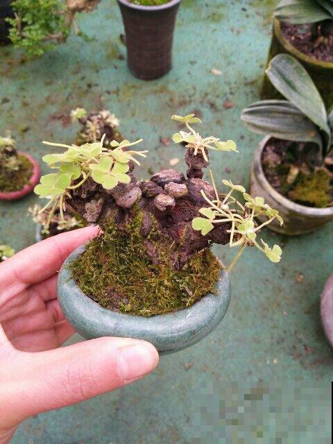 原来这种植物也能长成老桩盆景，只因为用了这一招，形态太奇特了