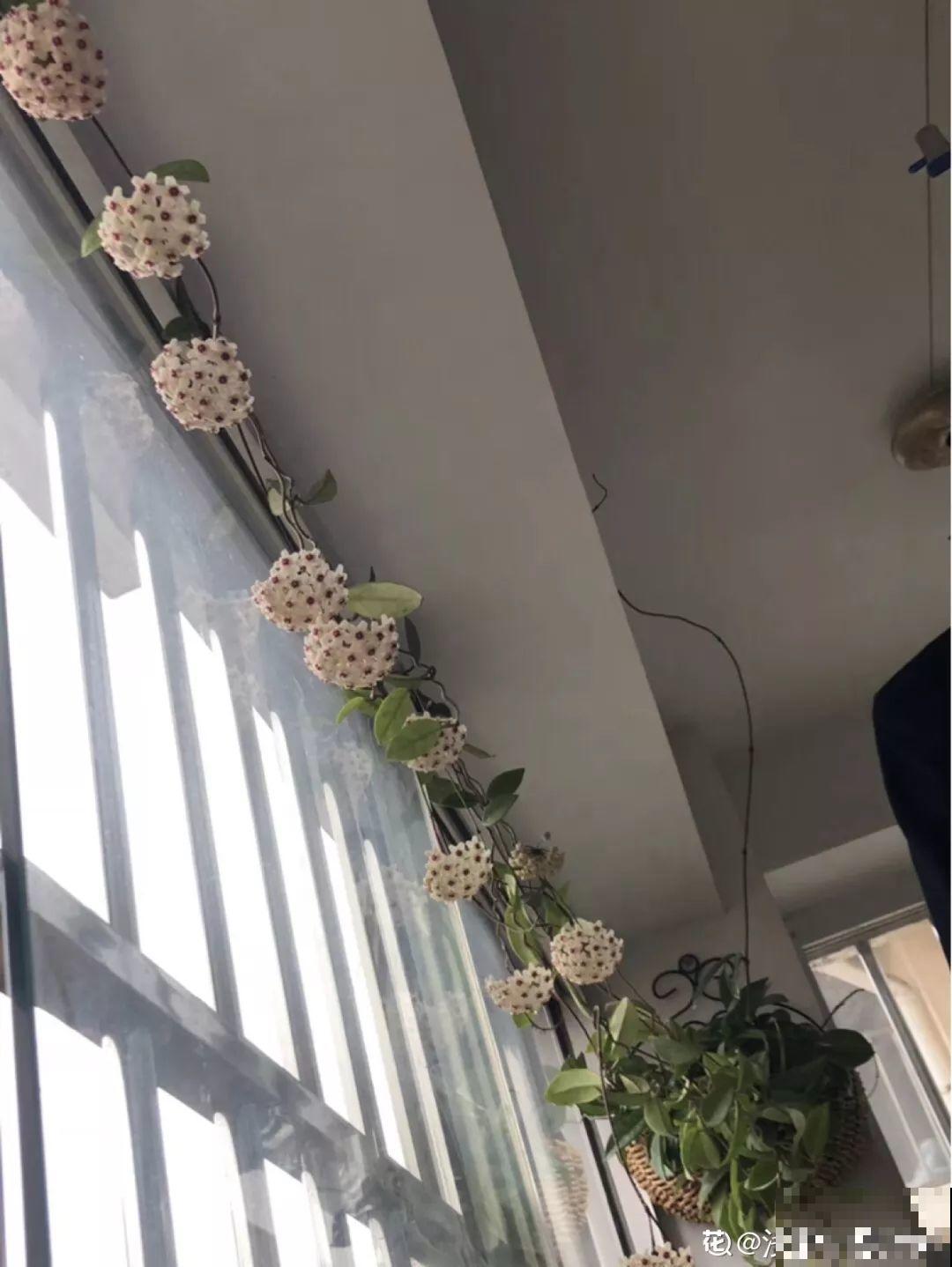 4种花特耐阴，放屋里照样开成花瀑布，窗帘都省了！