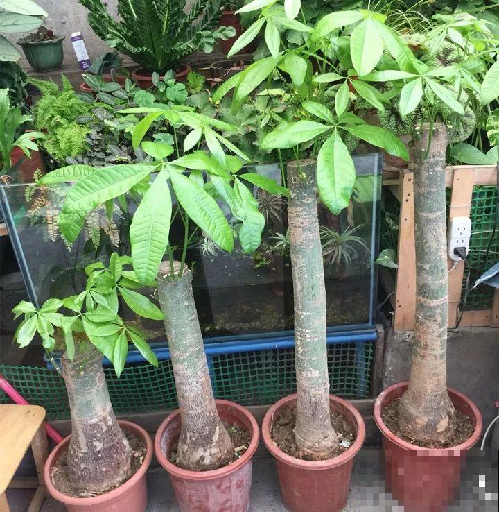 这么贵的花，扔路上随便捡，后悔没带个大麻袋！