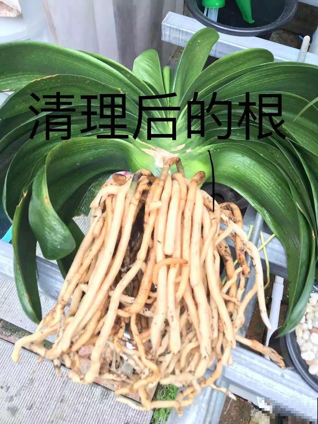 不用买花肥，君子兰盆里垫层它，叶子油亮又厚实！