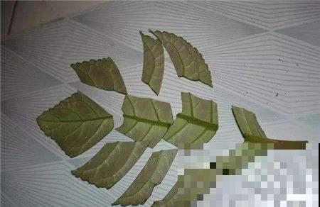 这种叶子随便切碎，直接扔盆里就能冒出一堆花，简直太强悍了！