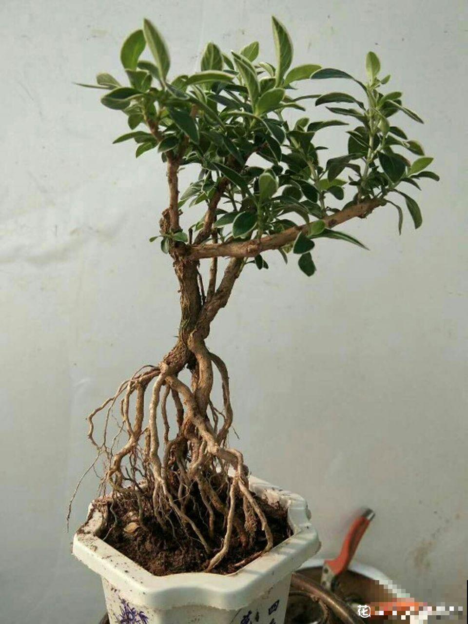 张大爷把花拽一拽，1个月长出人参根，邻居给钱都不卖！