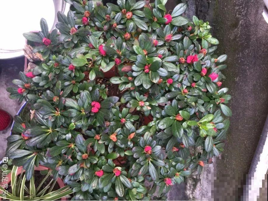 花市里猫腻多，碰见这10种花，再便宜也别买！