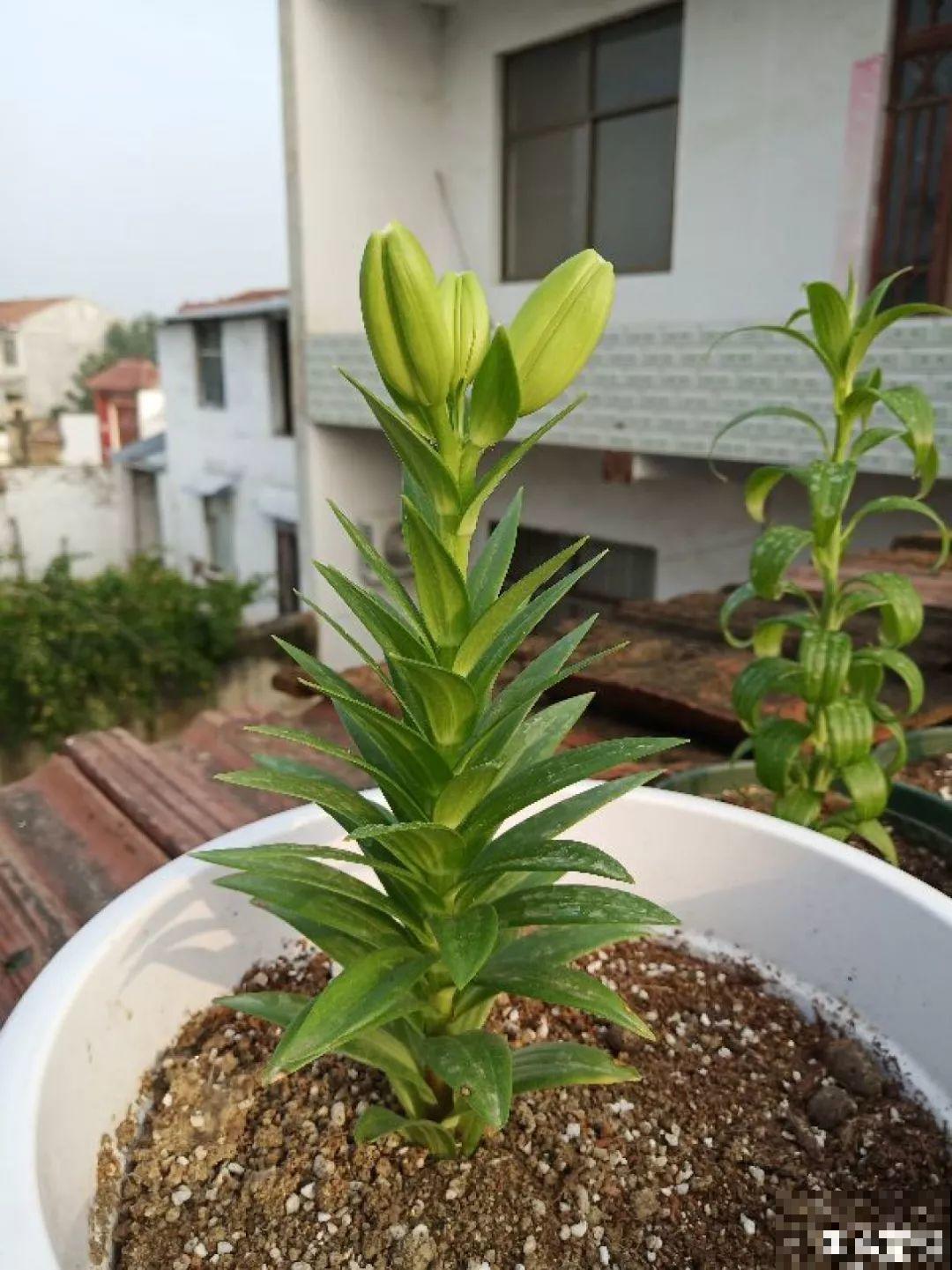 这花开败后，别着急剪叶子，小心明年不开花！