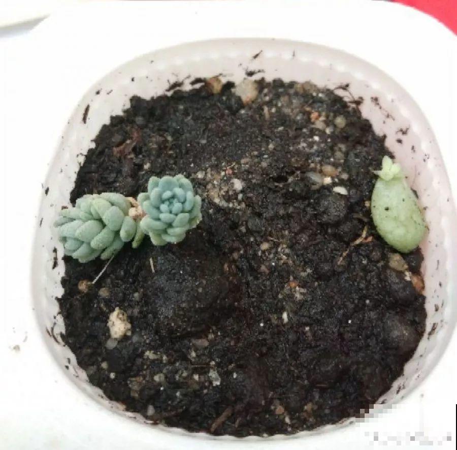 别人玉缀一盆栽5棵，而你就栽一棵，就这样还想爆盆？