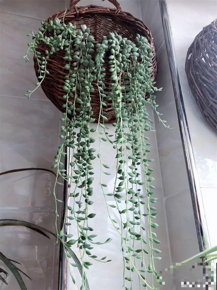 8种多肉不抗晒，颜色都能给晒没了，赶紧挪个地儿！