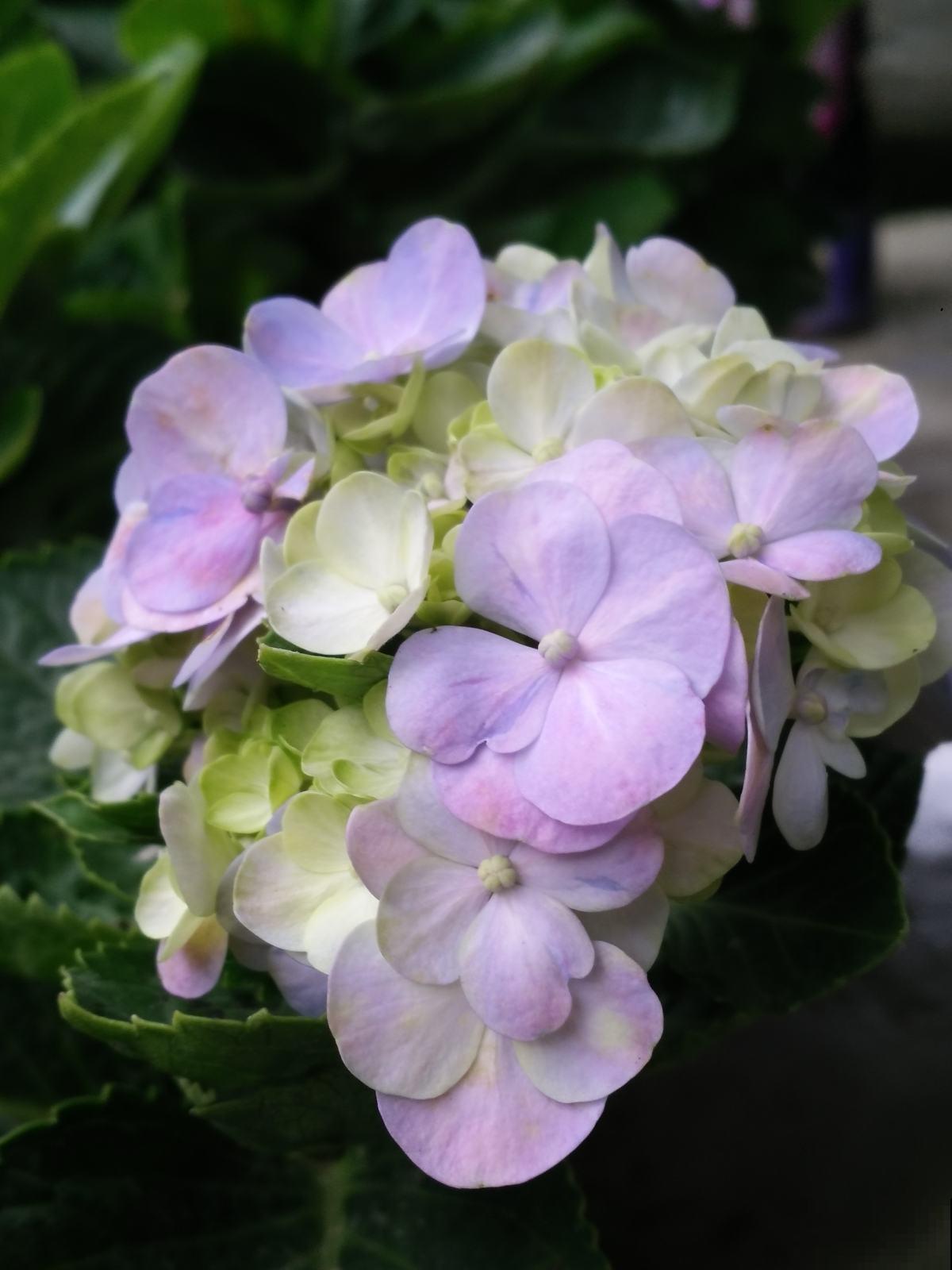 这花花型好看，色彩丰富，难怪这么招人喜欢