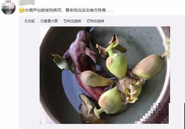 这花是个大“祸害”，20元一棵还有人买，啥时候洗白的？