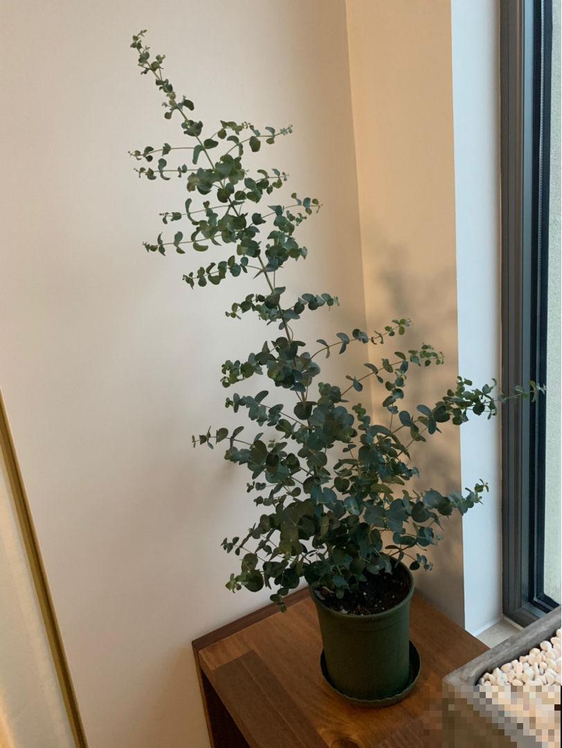冬天花草不好养，不如房内种棵这种树，几个月就能蹿高到屋顶！