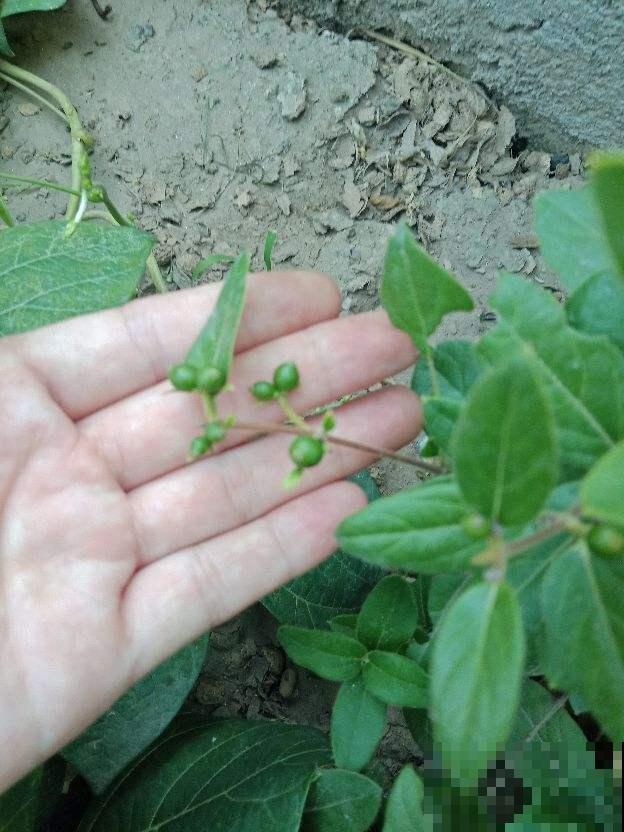 秋天也想播种？老花农教你这几招，天再冷也能呼呼出芽！