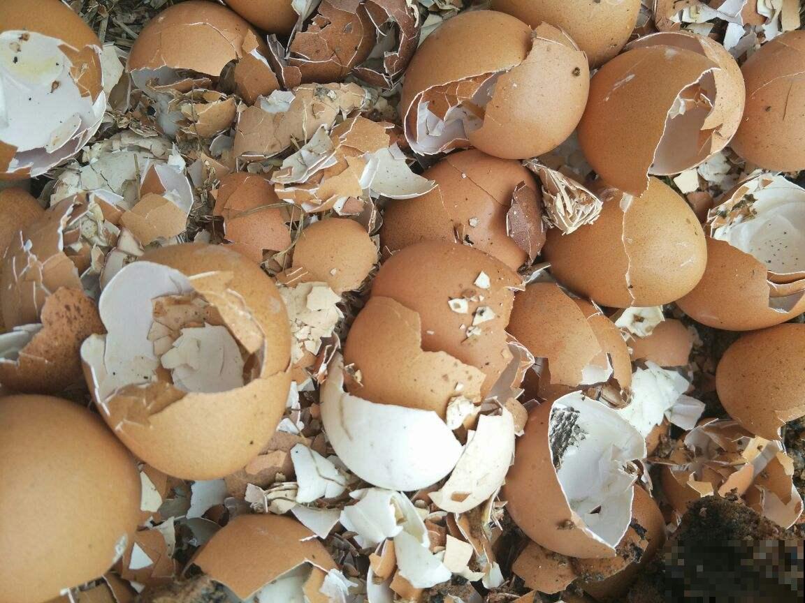 一年最适合堆肥就趁现在，把这玩意塞盆里就行，明年开春就能用