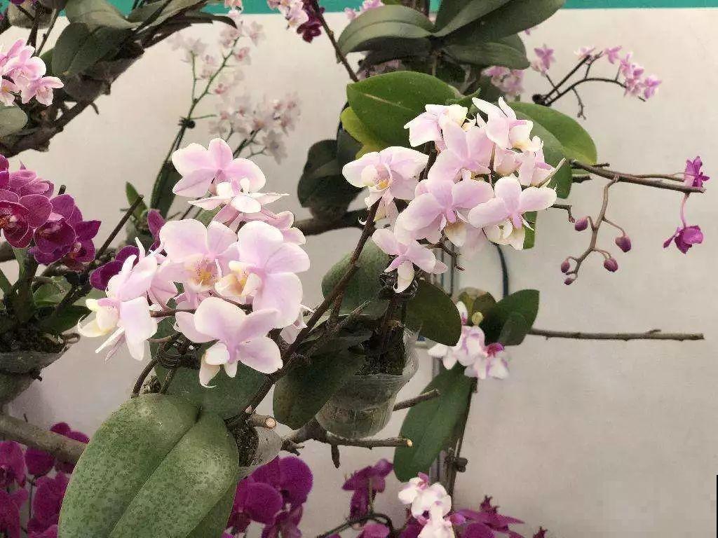8种花，沾土就活，特有成就感，养一次就上瘾！