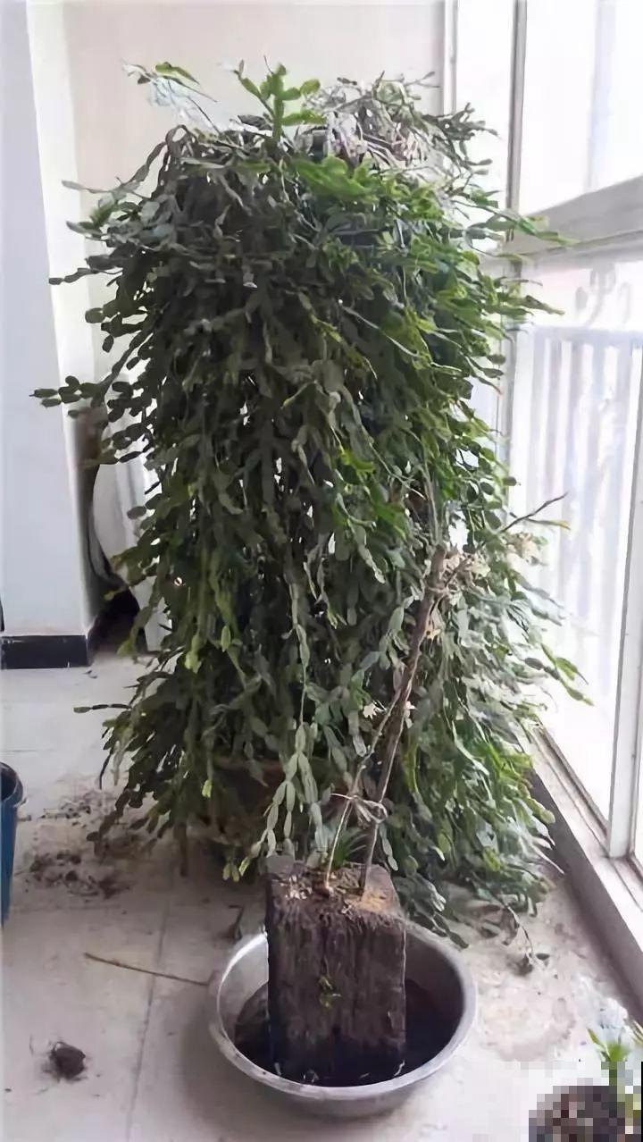 这8种花，养养就成巨无霸，3个大汉都搬不动！