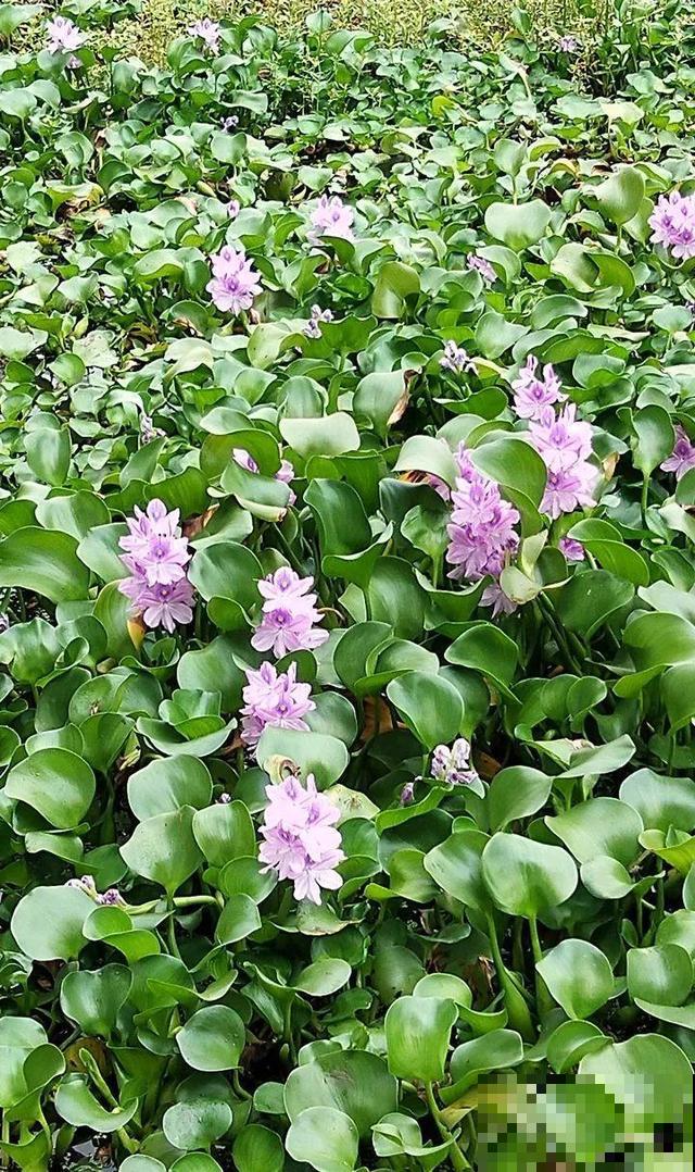 这花是个大“祸害”，20元一棵还有人买，啥时候洗白的？