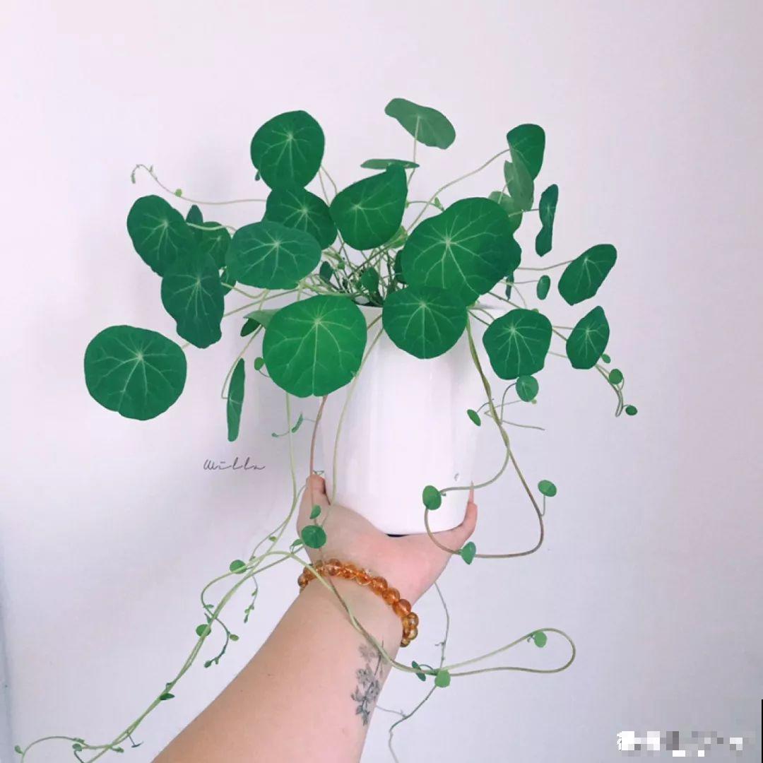 20种耐阴花，比绿萝好养，摆客厅名贵又有范儿！