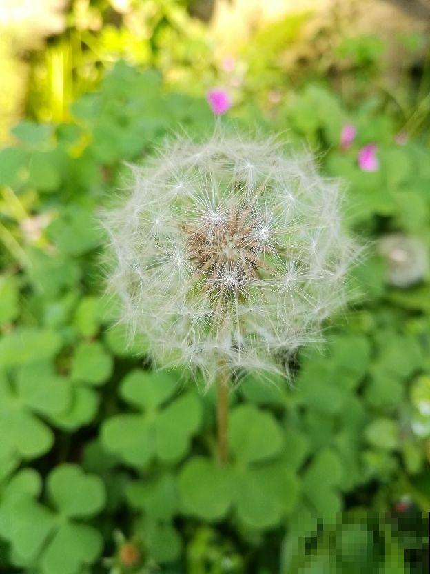 这野菜在农村随处可见，不仅可以观赏，还能泡水喝