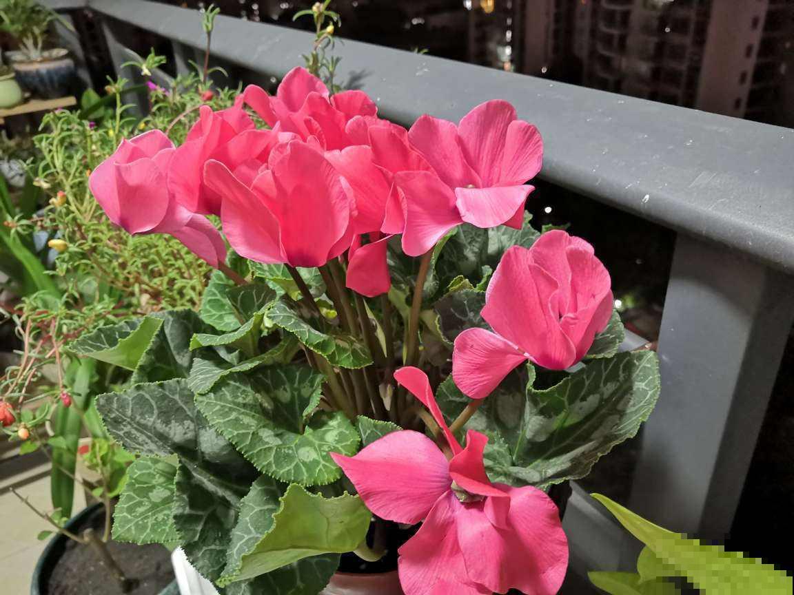 4种花花期在冬天，很适合扦插，过不了多久就爆盆