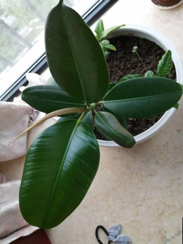 听名字就心动的植物，特别适合在南方养，长出来让别人刮目相看