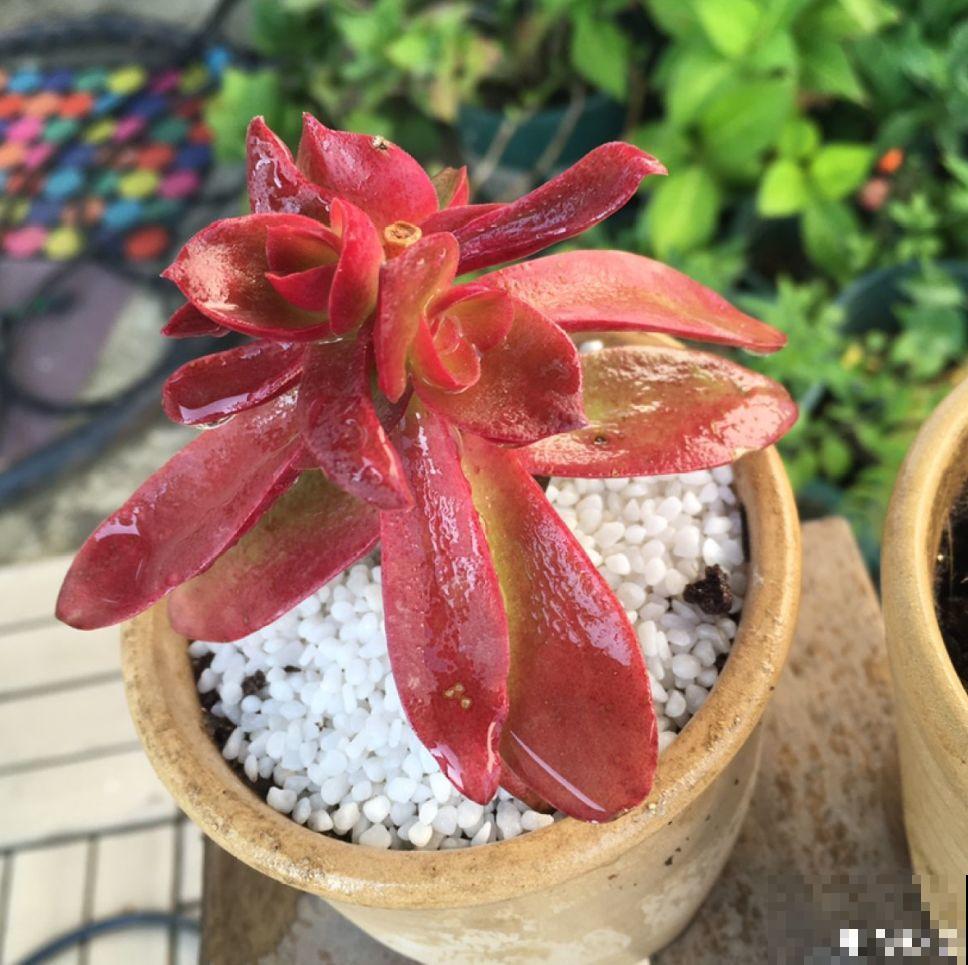 价格便宜颜色粉嫩，这花太值了，赶快入手吧